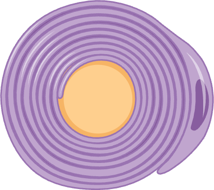 Schwann cell