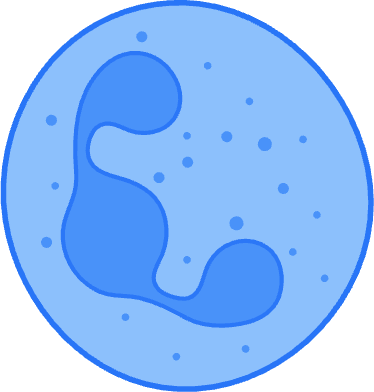 Neutrophil